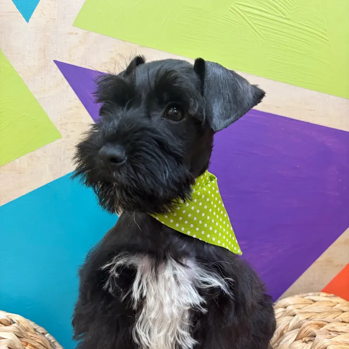 Male Mini Schnauzer puppy named Schroeder for sale at Petland Wichita West.