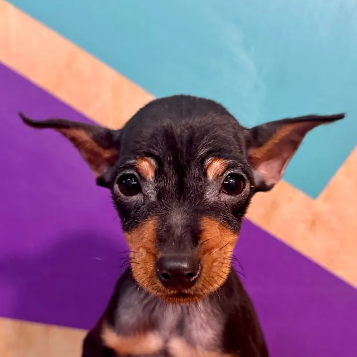 Male Min Pin puppy for sale at Petland Rogers.