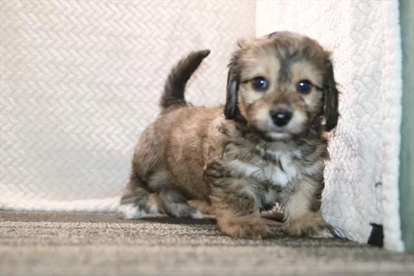 Female Cavachon puppy named Connie for sale at Petland Wichita West.