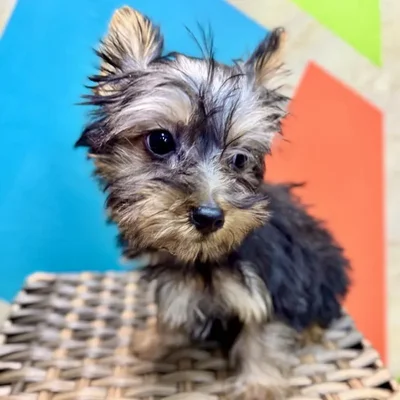 Male Silky Terrier Puppy for Sale in Rogers, AR