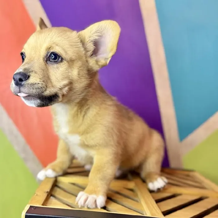 Male Froggie Puppy for Sale in Rogers, AR