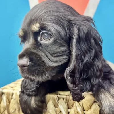 Male Cocker Spaniel Puppy for Sale in Joplin, MO