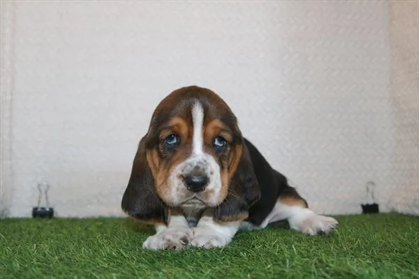 Male Basset Hound puppy for sale at Petland Joplin.