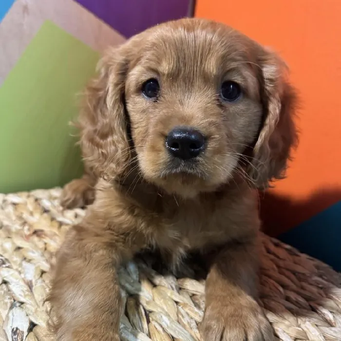 Female Mini Golden Retriever Puppy for Sale in Rogers, AR
