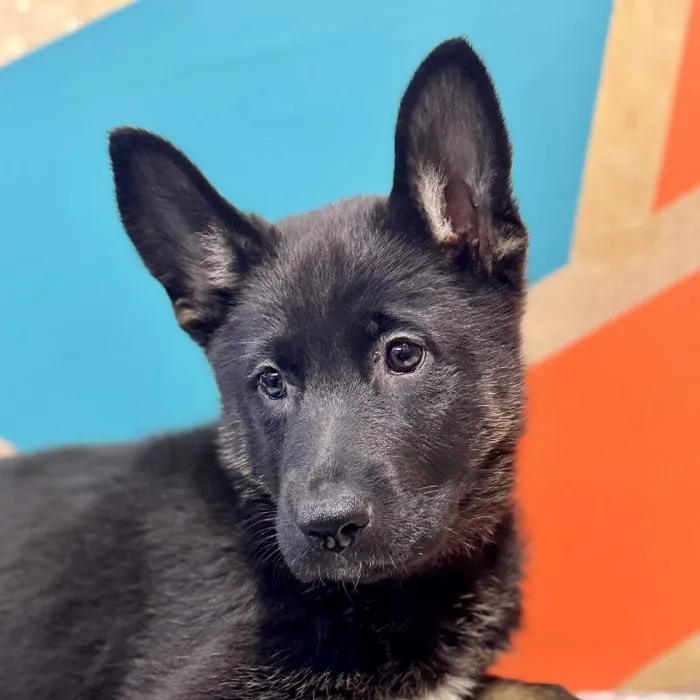 Female German Shepherd Puppy for Sale in Joplin, MO
