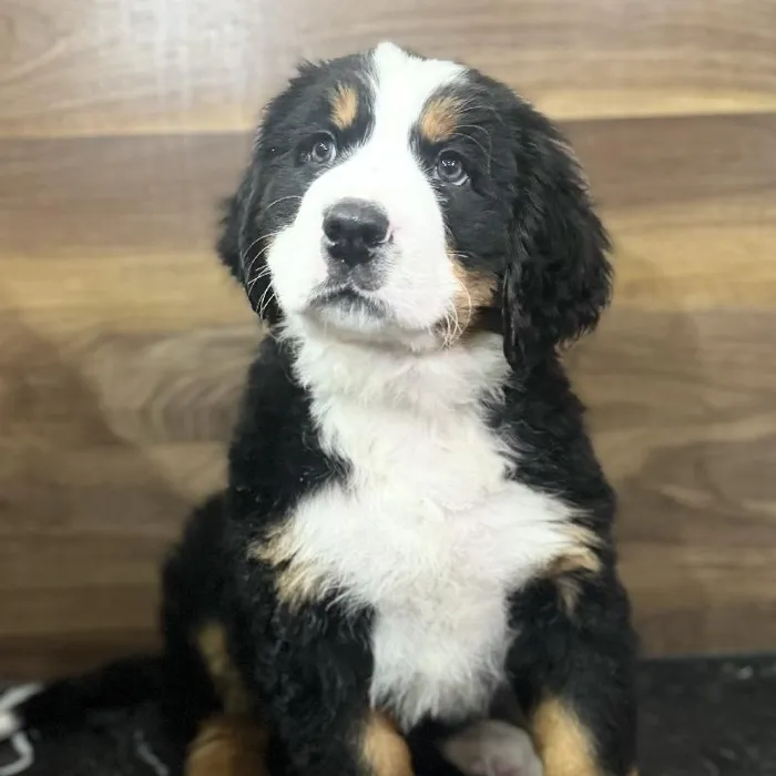 Male Bernese Mountain Dog Puppy for Sale in Joplin, MO