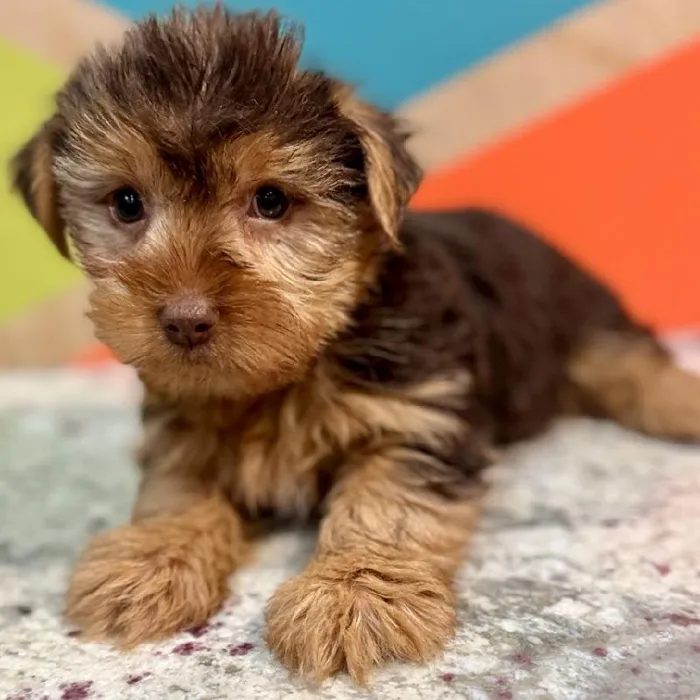 Male Yorkie Puppy for Sale in Joplin, MO