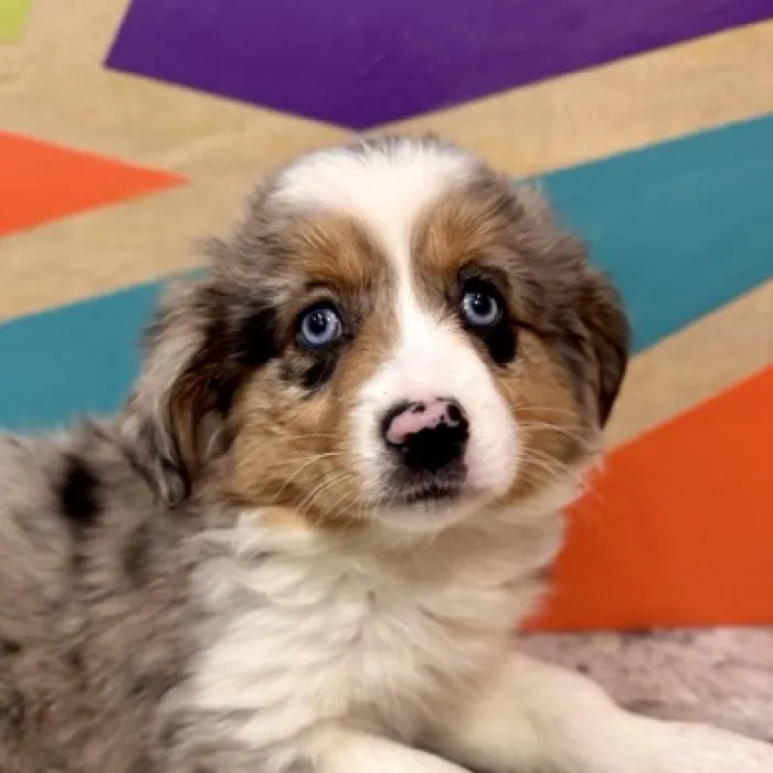 Female Australian Shepherd Puppy for Sale in Joplin, MO