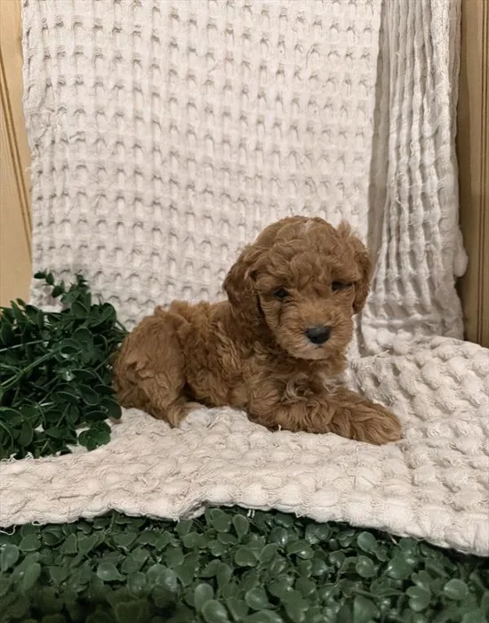 Female Mini Goldendoodle puppy named Birdie for sale at Petland Joplin.