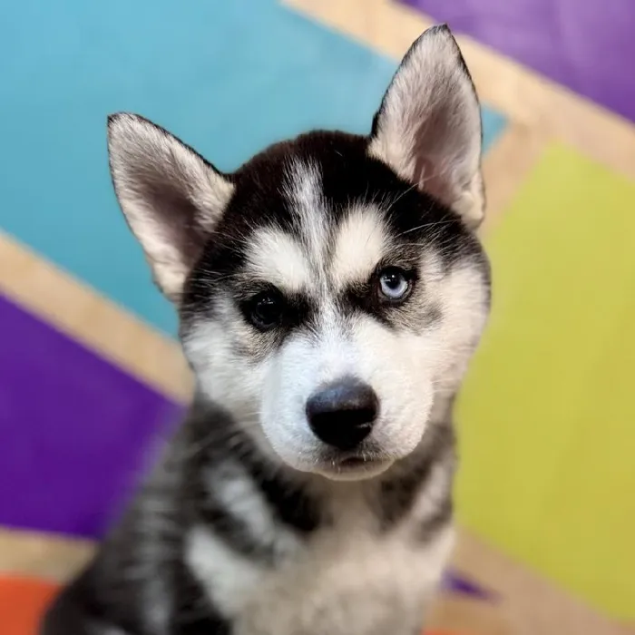 Female Siberian Husky puppy named Lisa for sale at Petland Fayetteville.