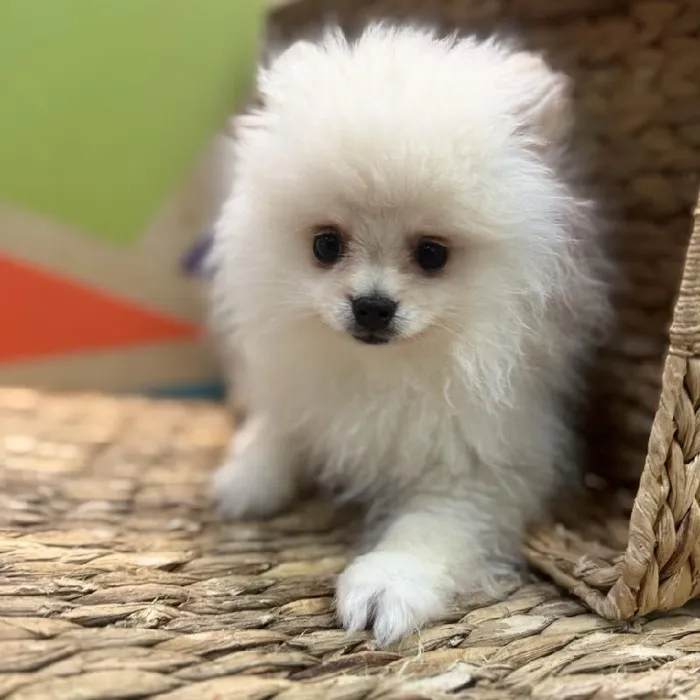 Male Pomeranian Puppy for Sale in Rogers, AR
