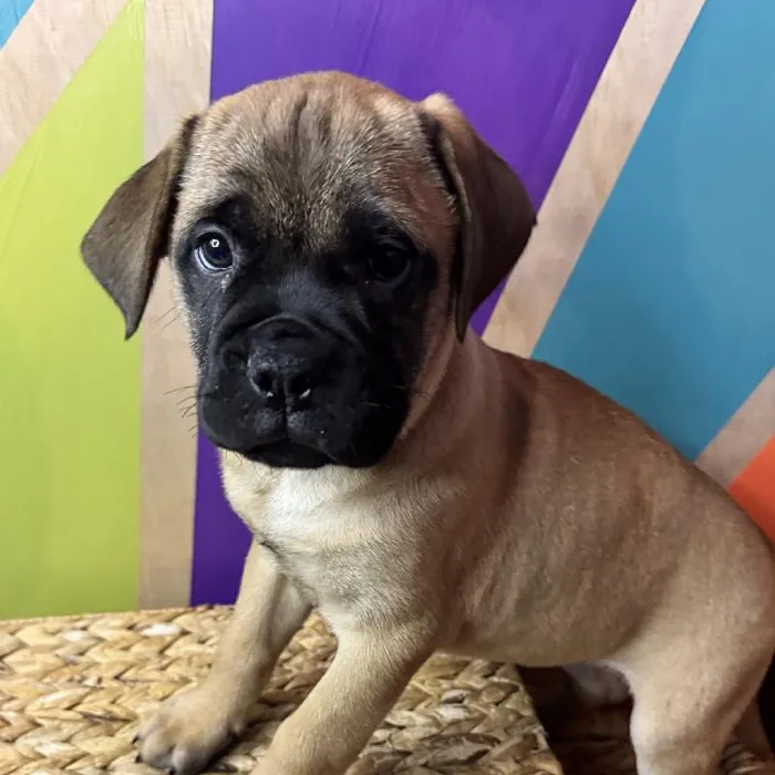 Female Bullmastiff Puppy for Sale in Joplin, MO
