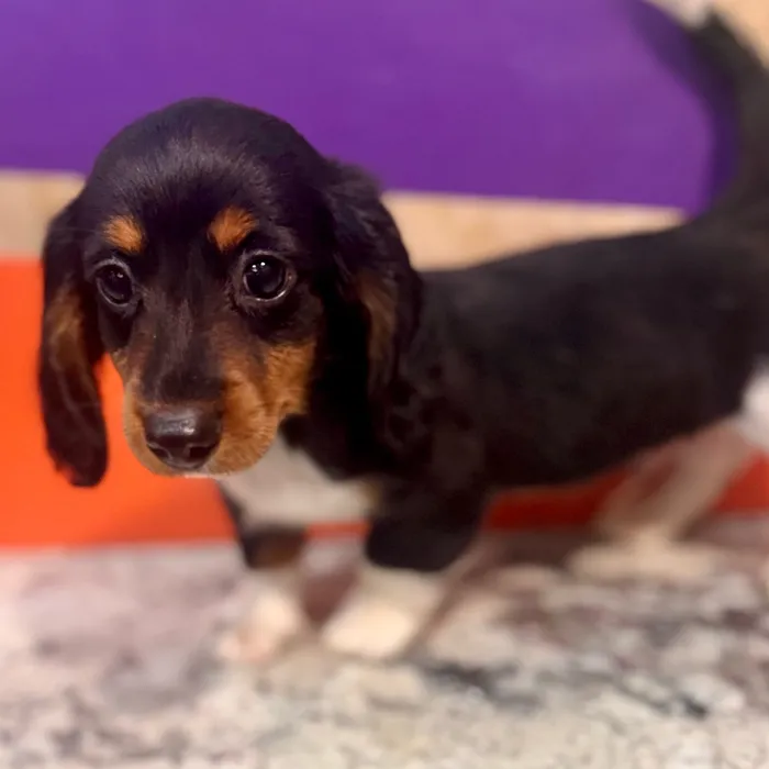 Male Mini Dachshund puppy named Darby for sale at Petland Rogers.