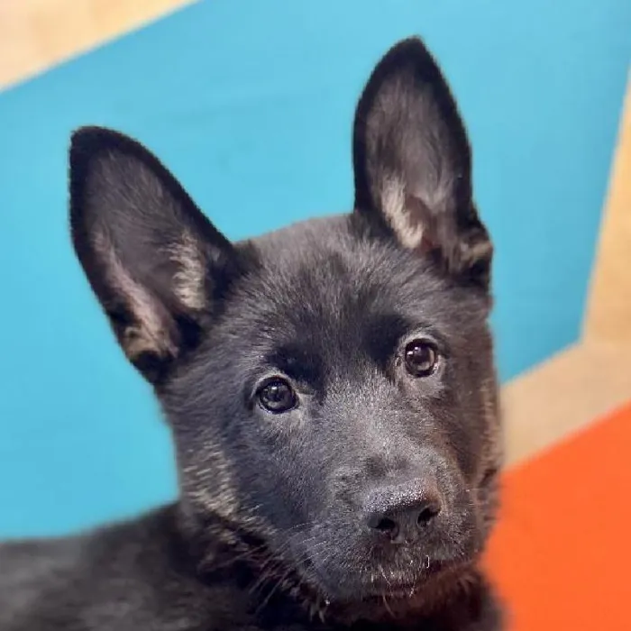 Female German Shepherd Puppy for Sale in Joplin, MO