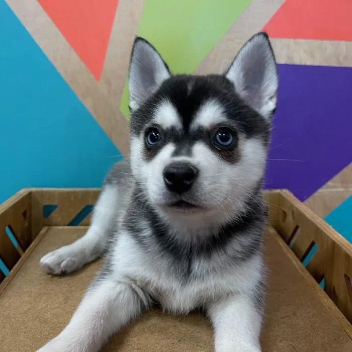 Female Alaskan Klee Kai Puppy for Sale in Joplin, MO