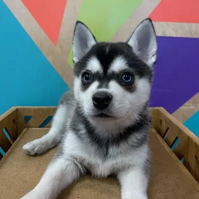 Female Alaskan Klee Kai Puppy for Sale in Joplin, MO