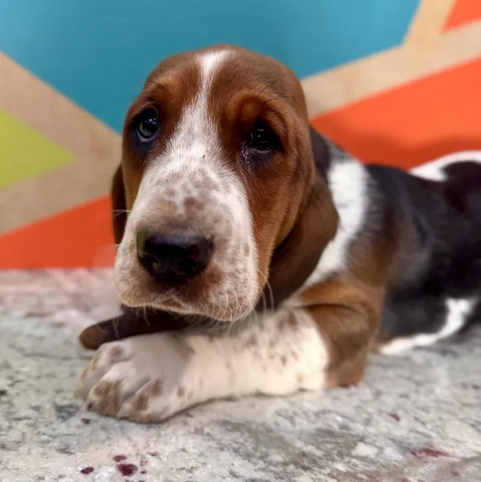 Female Basset Hound puppy named Chili for sale at Petland Rogers.
