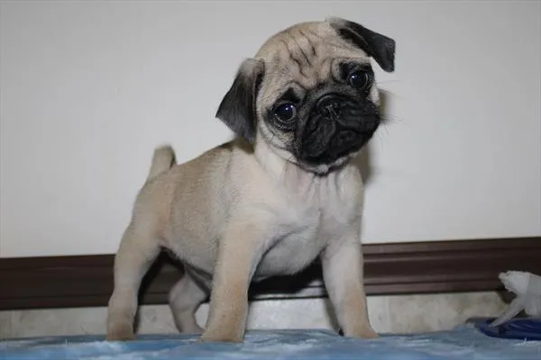 Male Pug puppy for sale at Petland Joplin.