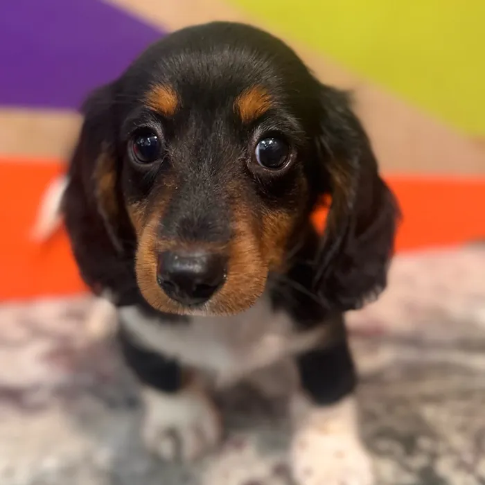 Male Mini Dachshund puppy named Darby for sale at Petland Rogers.