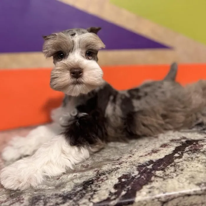 Male Mini Schnauzer Puppy for Sale in Rogers, AR