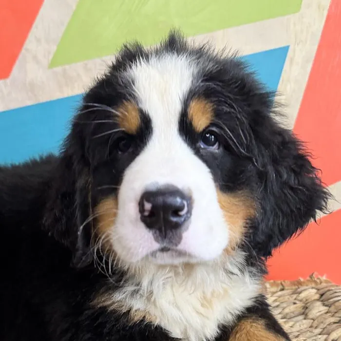 Male Bernese Mountain Dog Puppy for Sale in Rogers, AR