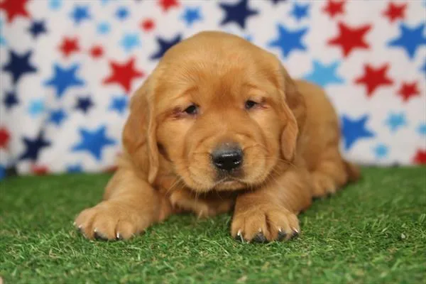 Female Golden Retriever puppy named Fiona for sale at Petland Rogers.
