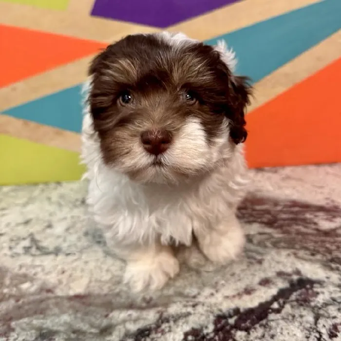 Male Havanese Puppy for Sale in Fayetteville, AR