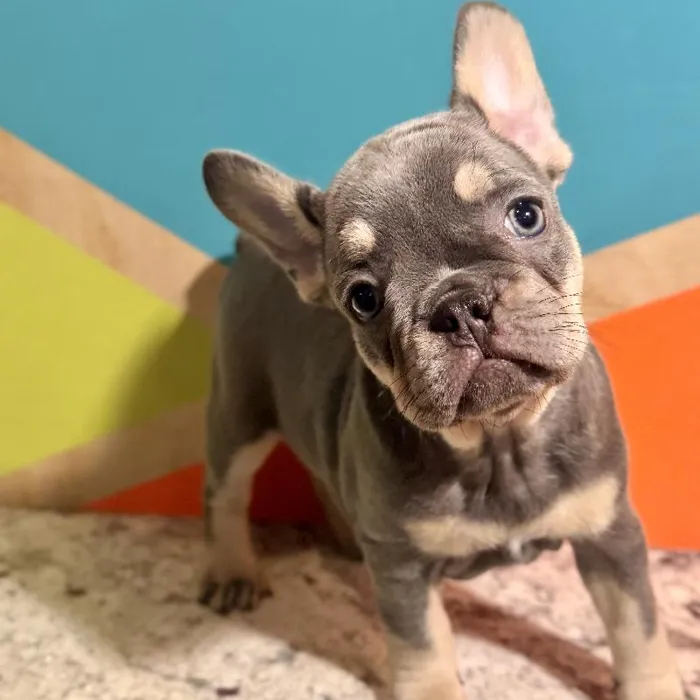 Female French Bulldog Puppy for Sale in Rogers, AR