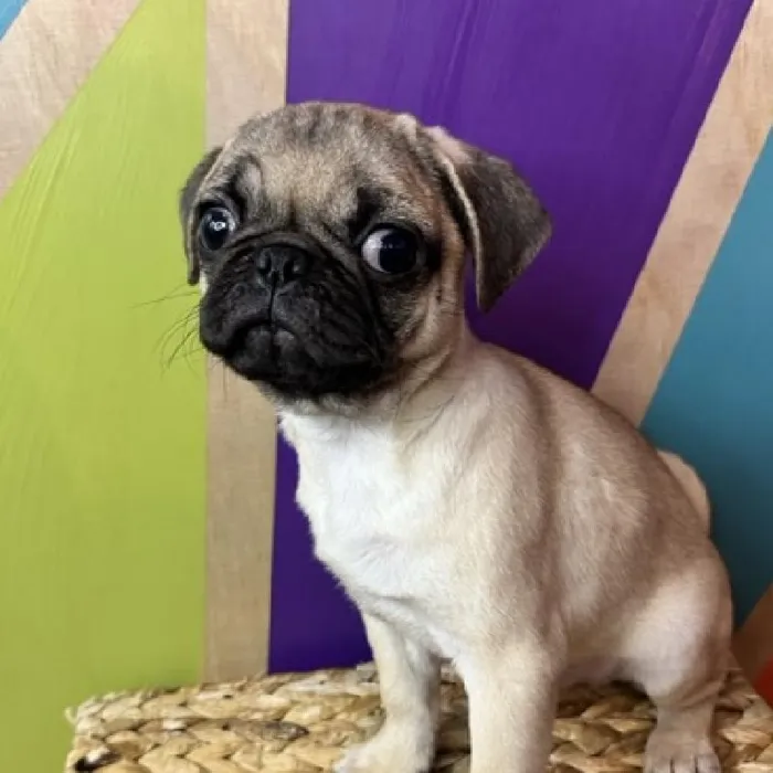 Male Pug Puppy for Sale in Rogers, AR