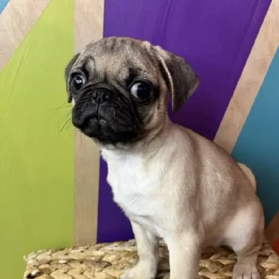 Male Pug Puppy for Sale in Rogers, AR