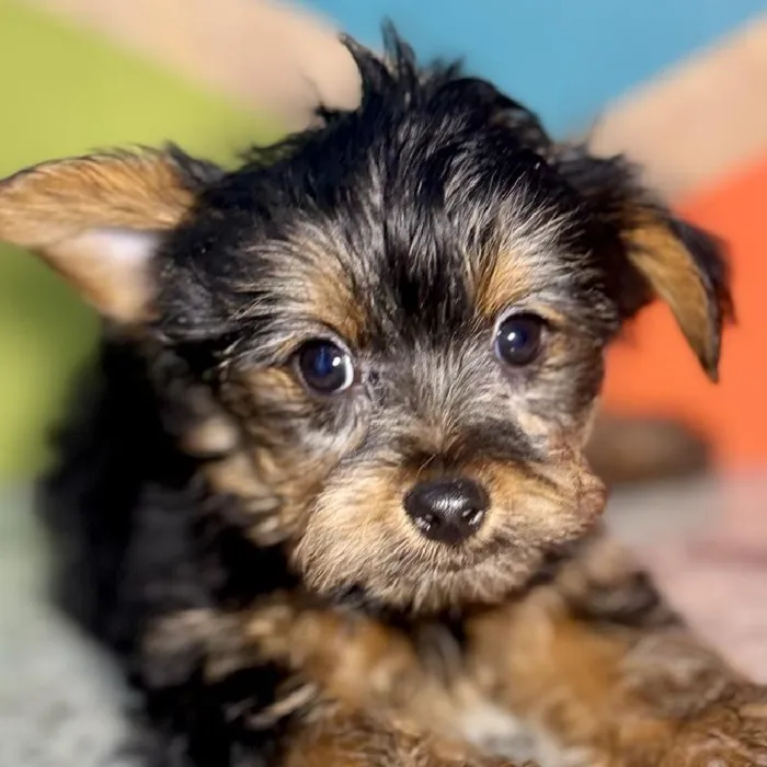 Male Yorkie Puppy for Sale in Rogers, AR