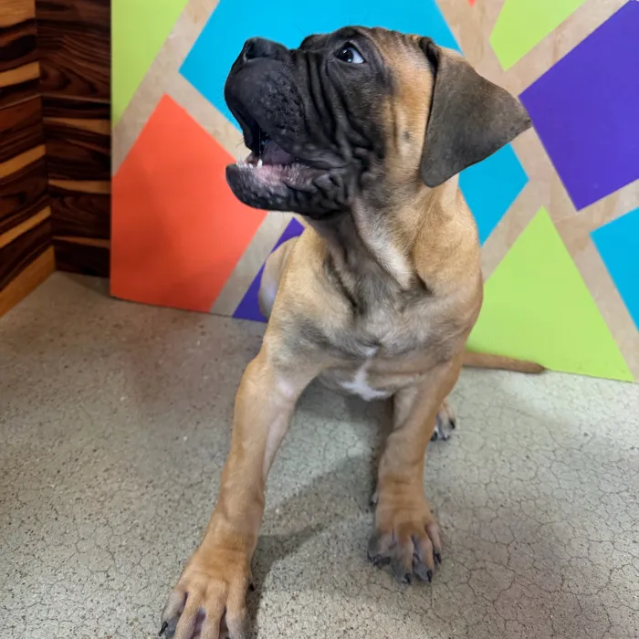 Female Bullmastiff puppy named Marley for sale at Petland Joplin.