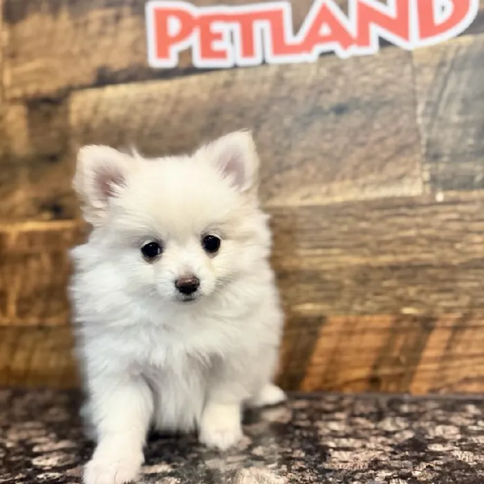Female Pomeranian Puppy for Sale in Joplin, MO