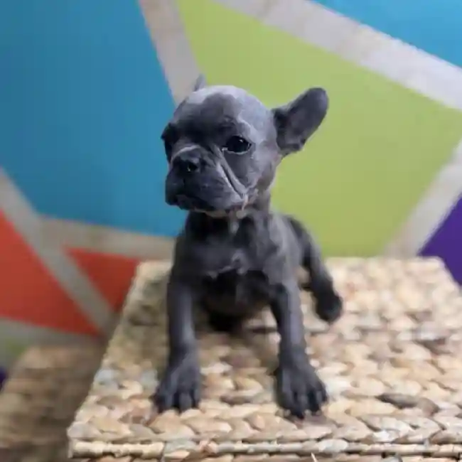 Female French Bulldog Puppy for Sale in Rogers, AR