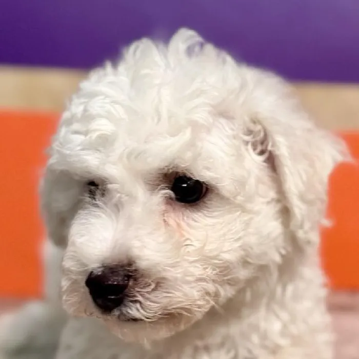 Male Bichon Puppy for Sale in Rogers, AR