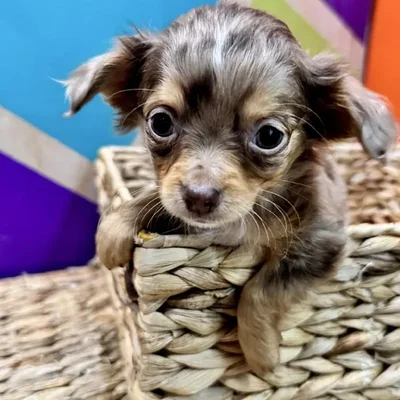 Male Chihuahua Puppy for Sale in Rogers, AR