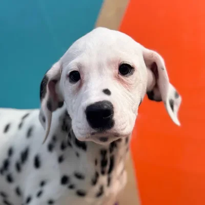 Female Dalmatian puppy named Darcy for sale at Petland Rogers.