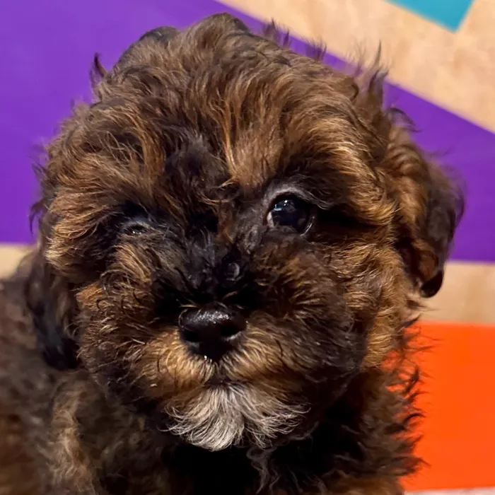 Male Maltipoo puppy named Mario for sale at Petland Rogers.