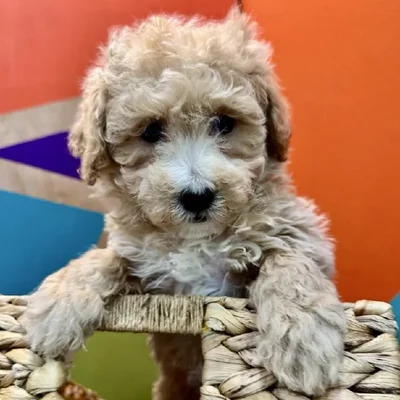 Male BichonPoo Puppy for Sale in Rogers, AR