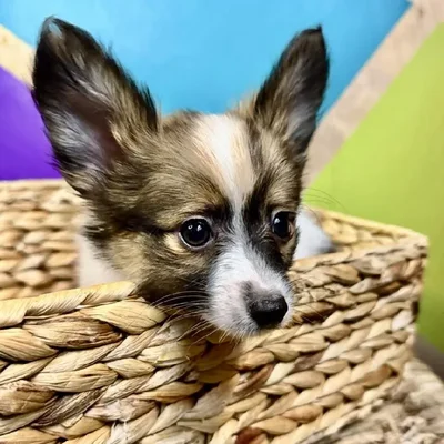 Male Papillon Puppy for Sale in Rogers, AR