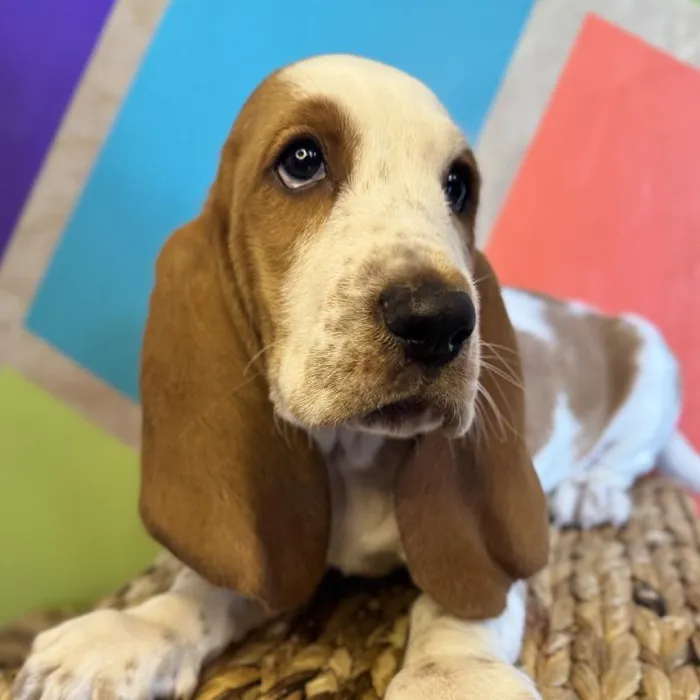 Male Basset Hound Puppy for Sale in Rogers, AR
