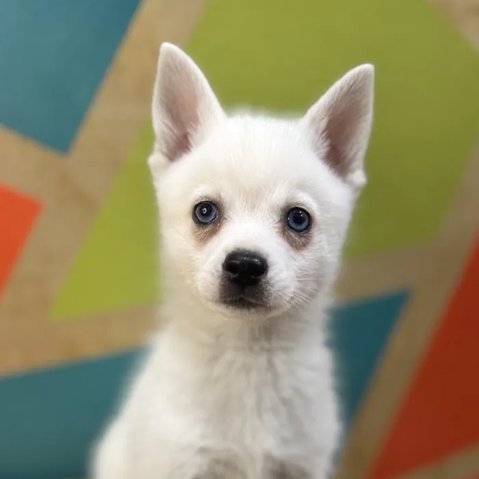 Male Alaskan Klee Kai Puppy for Sale in Rogers, AR