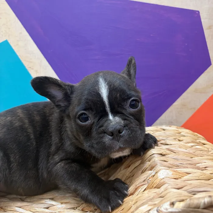 Male Frenchton puppy named Doyle for sale at Petland Wichita West.