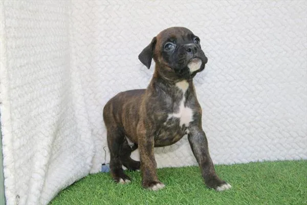 Male Boxer puppy for sale at Petland Wichita West.