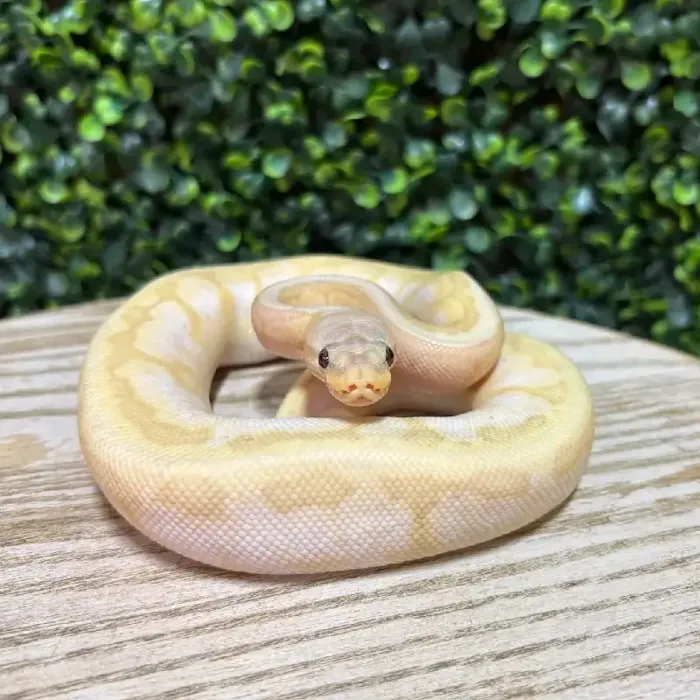 Male Ball Python reptile for sale at Petland Joplin.