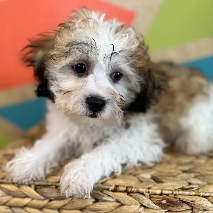 Male Teddy Bear Puppy for Sale in Fayetteville, AR