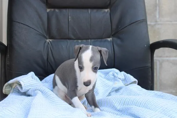 Male Italian Greyhound puppy named Thomas for sale at Petland Joplin.