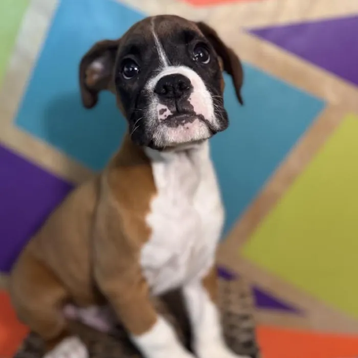 Male Boxer Puppy for Sale in Rogers, AR
