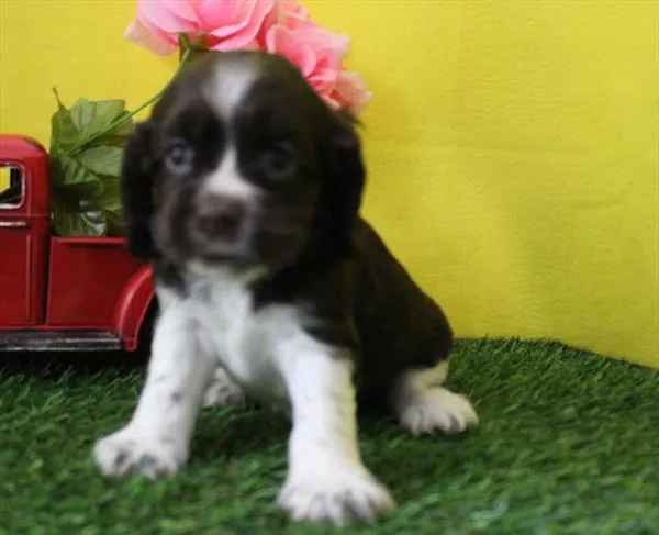 Female Cocker Spaniel puppy for sale at Petland Wichita West.