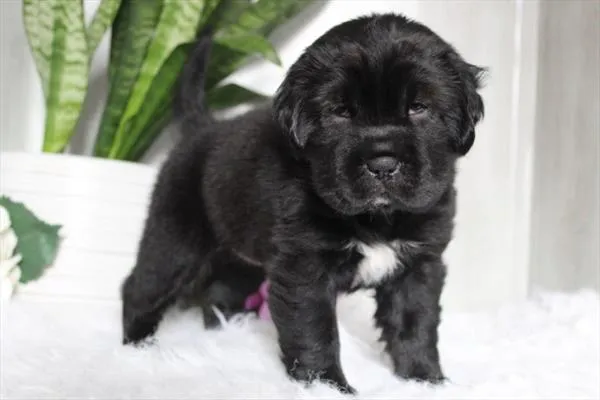 Female Mini Hippo puppy named Ebony for sale at Petland Wichita West.